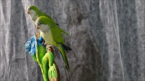 fuerteventura papugi        